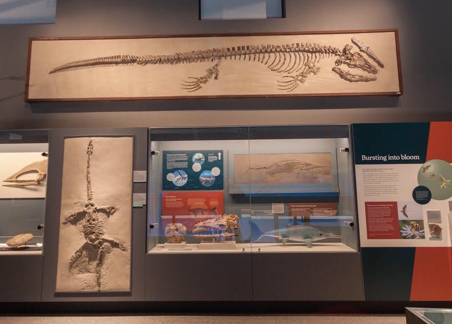 UMichPaleo's tweet photo. It’s #WorldLizardDay! 🦎Mosasaurs, a group of marine reptiles from near the end of the age of dinosaurs, were giant seagoing lizards. You can see two UMMP specimens of Platecarpus in @UMMNH and a skull of Tylosaurus emerging from rock in the visible prep lab. https://t.co/wUdWIbbHOM