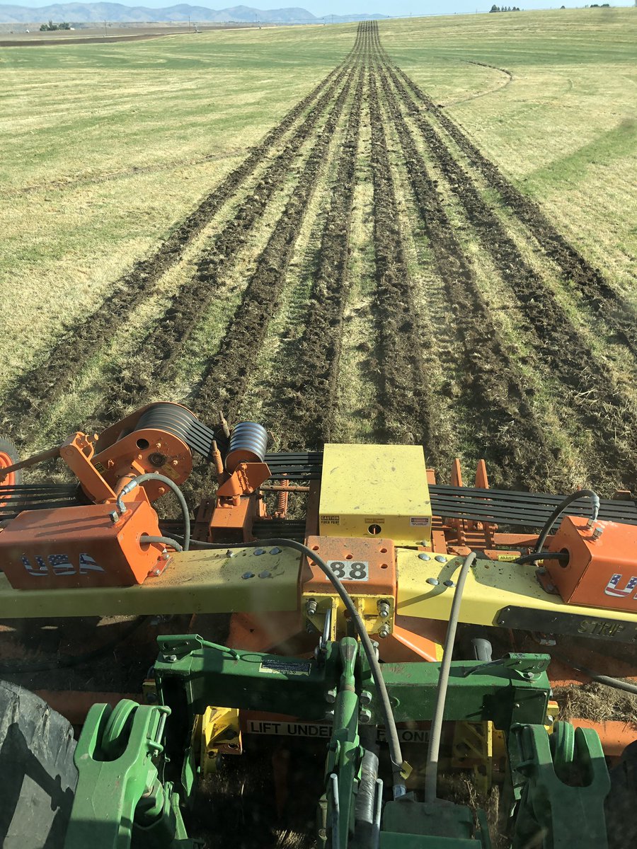 RobGalyen's tweet photo. Last #Striptill Field for #Carrotseed going into 3 yo K. Bluegrass sod. 

@NWTiller https://t.co/r1XaR55fg0