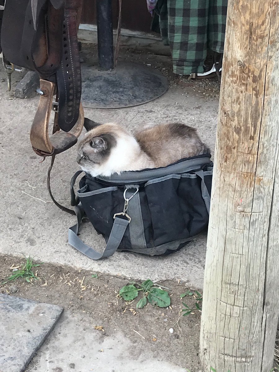 4AgForLife's tweet photo. Cat nap sack! Taking a break #farm #barncat #cat #barnhelp https://t.co/rEo76ayhRE