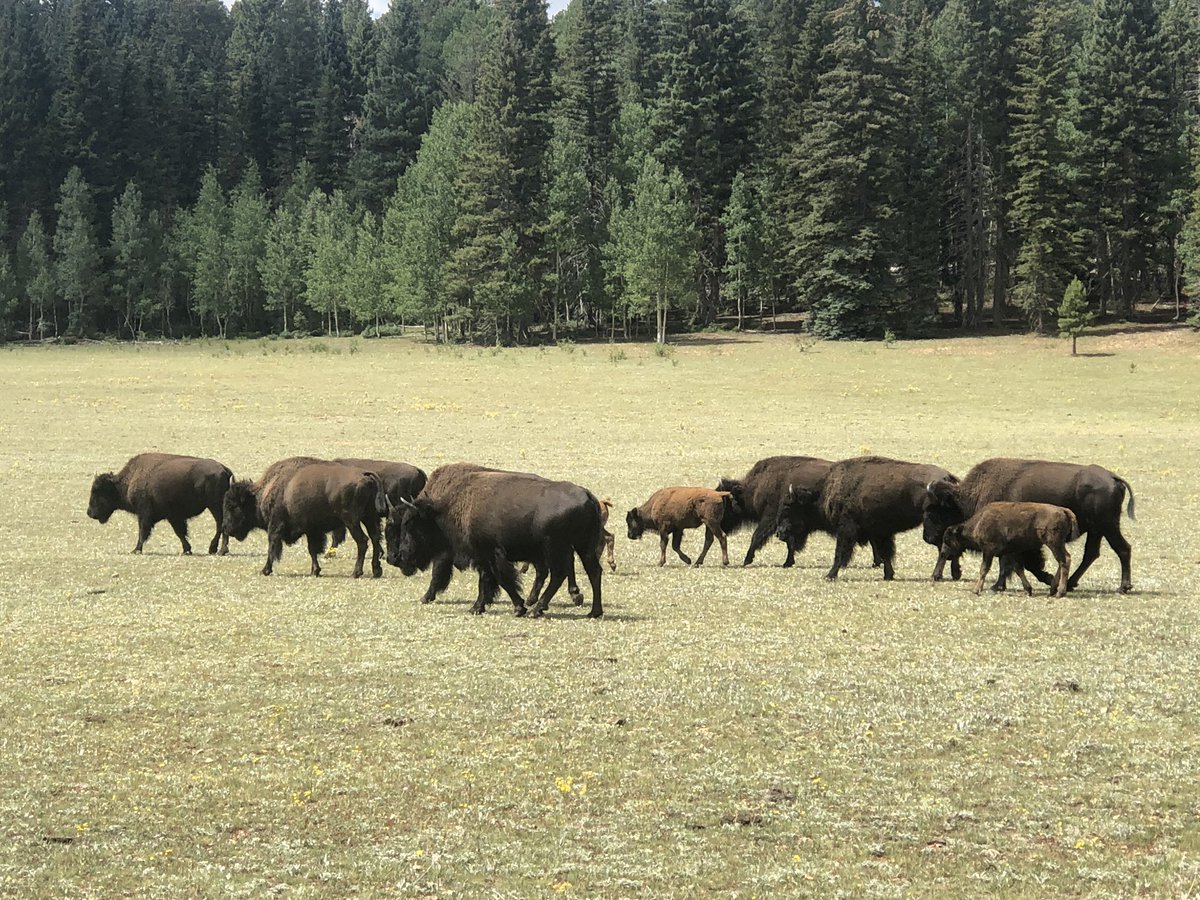 CricketCoates's tweet photo. It was a great visit &amp; so cool 2 see a different part of the country. So different from home! I think I love traveling! (There will be more-be warned!)
.
#traveling #hiking #hikingadventures #cousins #familytime #Utah #bison #bisonnotbuffalo #roadrunner #grandcanyon #beentherenow https://t.co/oNlaShiWkX