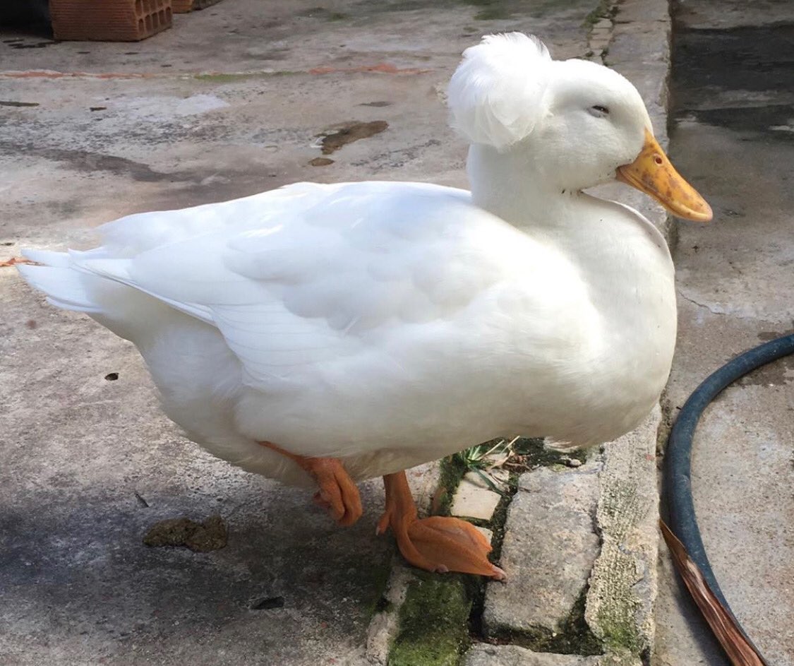 Duck Of The Day tweet media