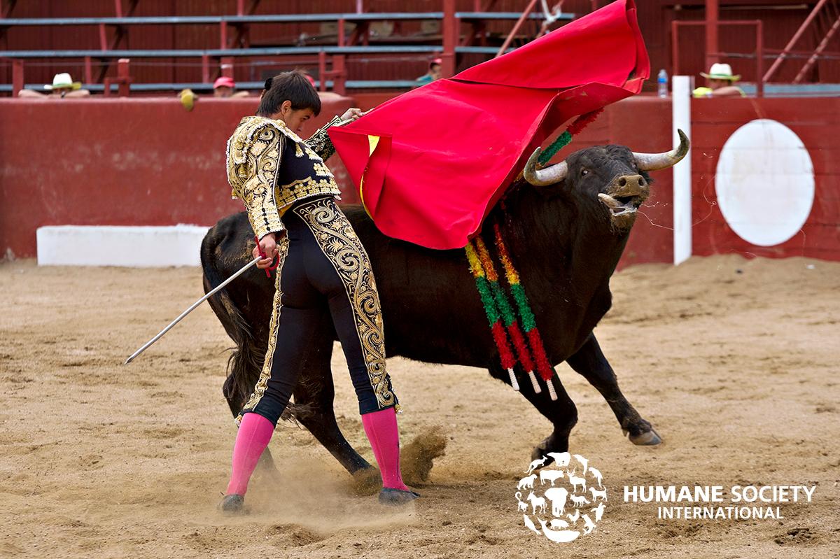 humaneworldnews's tweet photo. We condemn the resumption of ‘barbaric bloodsport’ bullfighting in Mallorca ❌🐂💔

Details 👉 https://t.co/f4lRpIsVWP https://t.co/O1HtxtJSmZ
