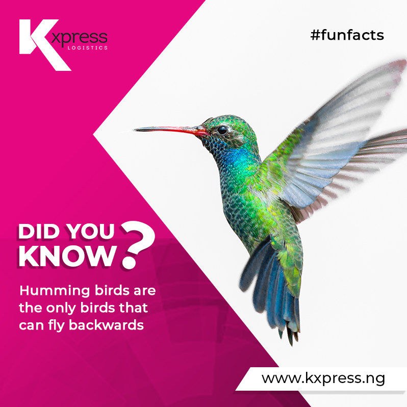 KongaLogistics's tweet photo. DID YOU KNOW?...
#keeponshipping #kxpressng #offlineshopping #onlineshopping https://t.co/VK8Le9Pcw9