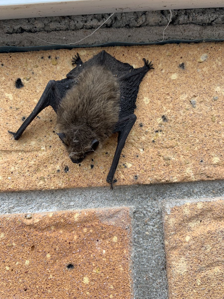 Beychildminding's tweet photo. We helped a baby Bat today 🦇 

So before we take him to the vets to get some care and hopefully released the children are having a sneaky look @PACEYchildcare 

#Everydayisalearningday 
#childcare
#childminder https://t.co/T0Sl9tsyDb