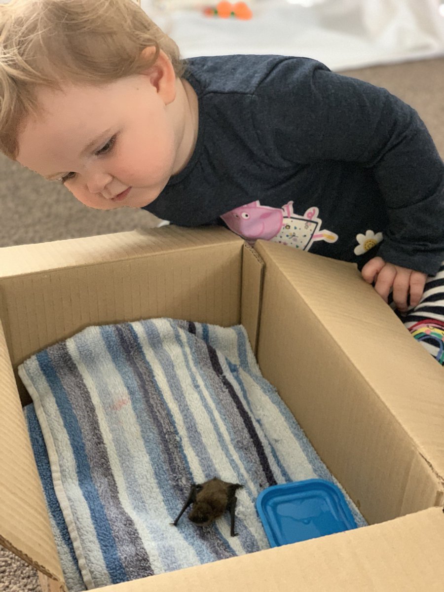 Beychildminding's tweet photo. We helped a baby Bat today 🦇 

So before we take him to the vets to get some care and hopefully released the children are having a sneaky look @PACEYchildcare 

#Everydayisalearningday 
#childcare
#childminder https://t.co/T0Sl9tsyDb
