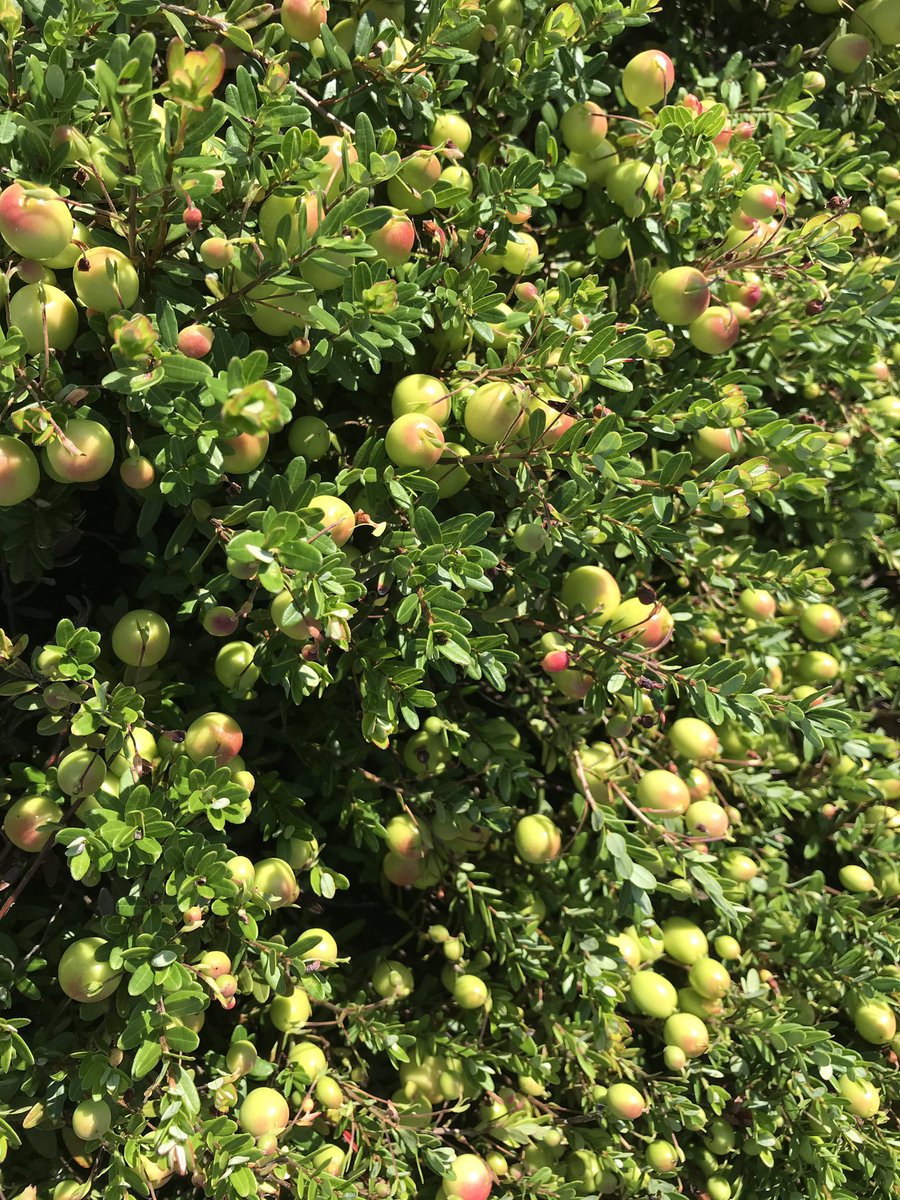 spcropdoc's tweet photo. Fruit numbers, size, color and durability are just some of the benefits realized from the addition of NACHURS products to any cranberry nutrient program! Great crop coming on; can’t wait to she how this finishes out! https://t.co/fg6ciOWNas