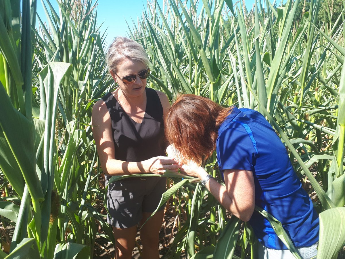 RyanBenjamins's tweet photo. Had the real insect experts out today.  Confirmed WBC larvae and a few fall armyworn in corn.  @TraceyBaute @Jocelynlsmith https://t.co/7XVshRjBXX