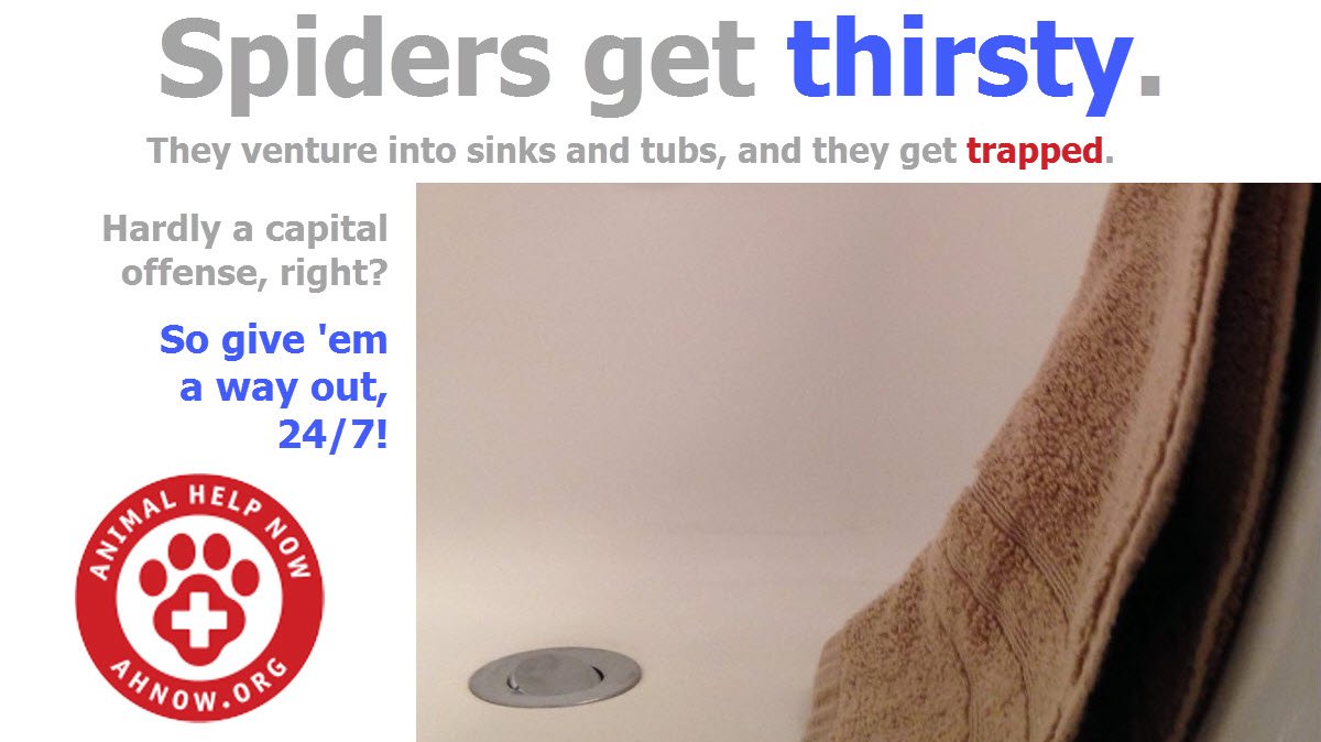 animalhelpnow's tweet photo. We know, we know. Some of us are #afraidofspiders. All the more reason to let them be! A little "ladder" in every tub and sink, and you'll never even know they were there. #ahnow https://t.co/ACku3u7ofp