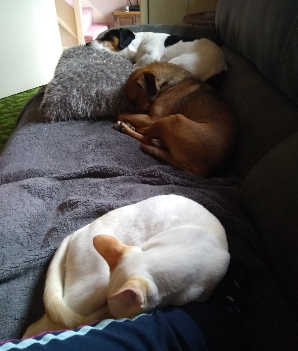 OABDRgang's tweet photo. The weather is revolting! The only thing for it is to have a snooze on the sofa and hope it goes away soon!! Hope all our friends are safe and warm love from the Gang 💕😺🐶🐶😺💕 #BadWeather #HorridRain #HideInside #BengalCat #JackRussell #RescueDog #SiameseCat #OABDRgang https://t.co/xwVxw07Jxj