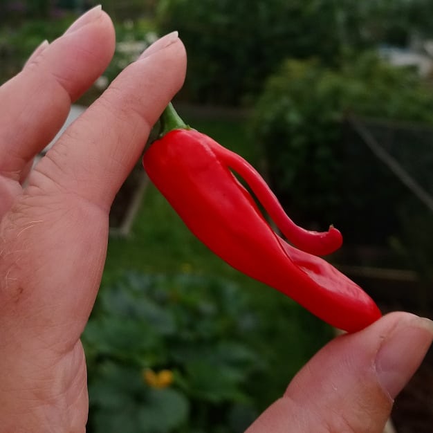 DawnGillDesigns's tweet photo. It's #NationalAllotmentWeek so here's a selection from Monday's crops, and today's #WierdoFruitOfTheDay a double #chilli 
#Exeter #GrowYourOwn #allotment #ChilliRoulette https://t.co/uPvXq2ddwd