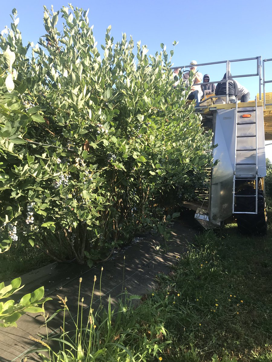 Our last harvest of Liberty in our certified organic research trial on fertilizer sources. Thanks <a href="/LittauHarvester/">Littau Harvester</a> for making this much easier. See videos in the replies to this tweet <a href="/OSUAgSci/">OSU Ag Sciences</a> <a href="/OregonStateExt/">Oregon State Extension Service</a>