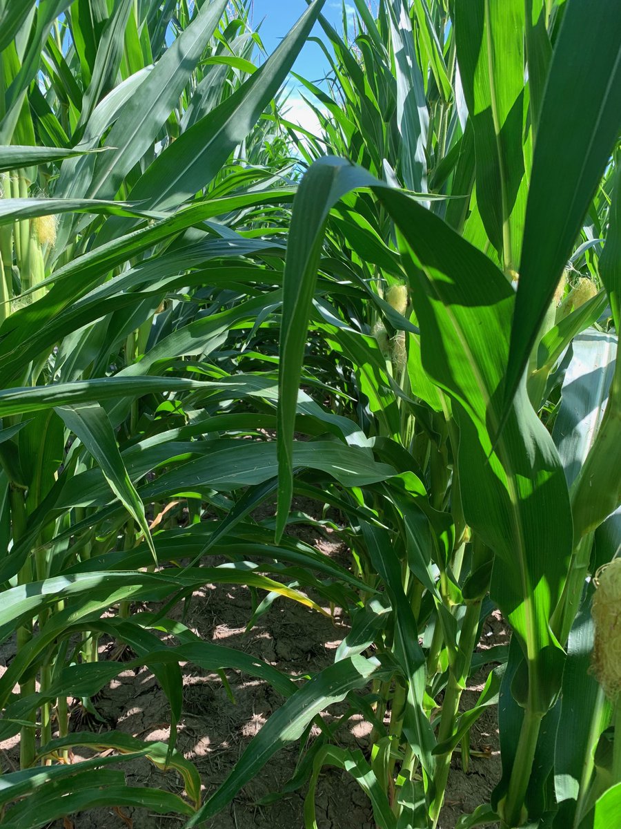Demeter233's tweet photo. DKC54-45 looking healthy! ⁦@DevolderFarms⁩ #dekalb https://t.co/TKhVahWJnm