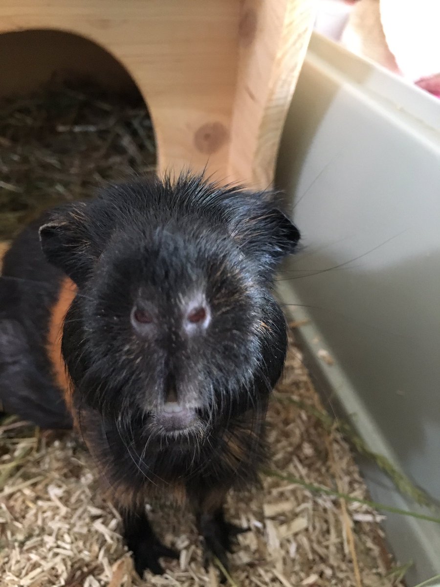 PigBobby's tweet photo. One day I will take over the world.
WE. WILL. MAKE. AMERICA. GREAT AGAIN.
Free unlimited snacks for all guinea pigs!!
#Bobbyforpresident #GuineaPigsFirst #sayyestothegrass https://t.co/VvGqkzimsU