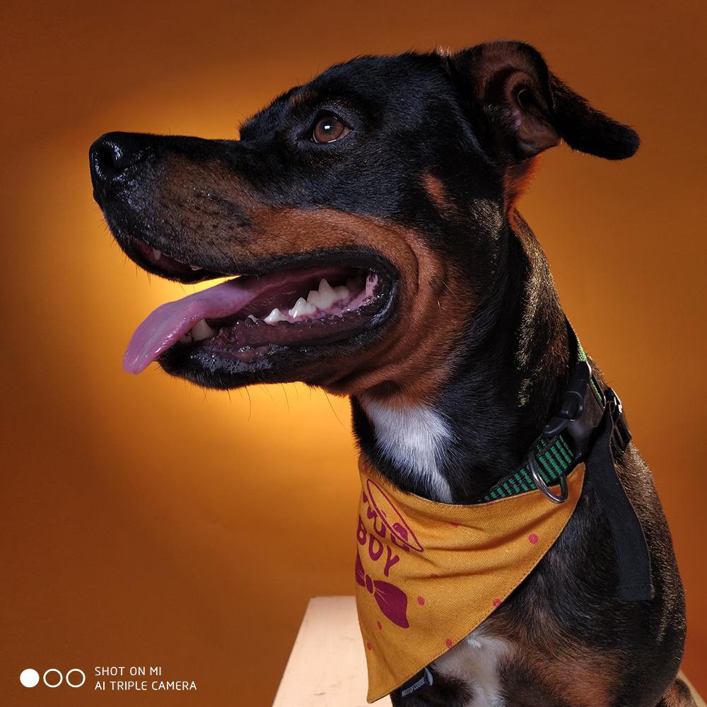 XiaomiIndia's tweet photo. Say hello to our furry friends, whom we met to shoot some pictures on our #48MPAndroidOne phone. 

#Xiaomi and @CupaIndia have joined hands to find these pets a home. You can join us too. 

Know more about these fellas and spread the word. > https://t.co/jwKdQeH9i3
#CareWithMi https://t.co/1xm3Zo9hkS