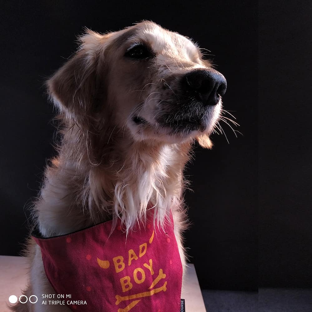 XiaomiIndia's tweet photo. Say hello to our furry friends, whom we met to shoot some pictures on our #48MPAndroidOne phone. 

#Xiaomi and @CupaIndia have joined hands to find these pets a home. You can join us too. 

Know more about these fellas and spread the word. > https://t.co/jwKdQeH9i3
#CareWithMi https://t.co/1xm3Zo9hkS