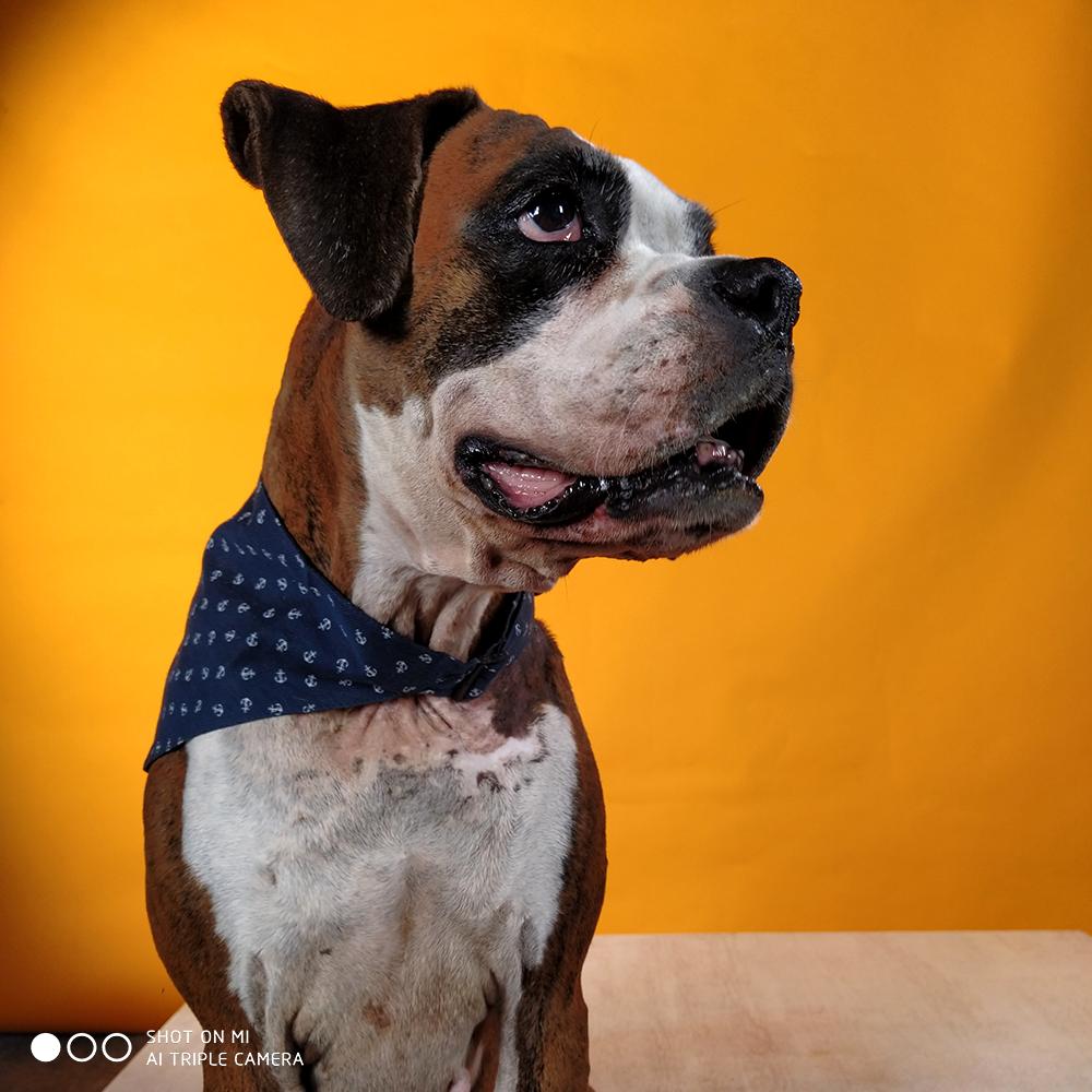 XiaomiIndia's tweet photo. Say hello to our furry friends, whom we met to shoot some pictures on our #48MPAndroidOne phone. 

#Xiaomi and @CupaIndia have joined hands to find these pets a home. You can join us too. 

Know more about these fellas and spread the word. > https://t.co/jwKdQeH9i3
#CareWithMi https://t.co/1xm3Zo9hkS