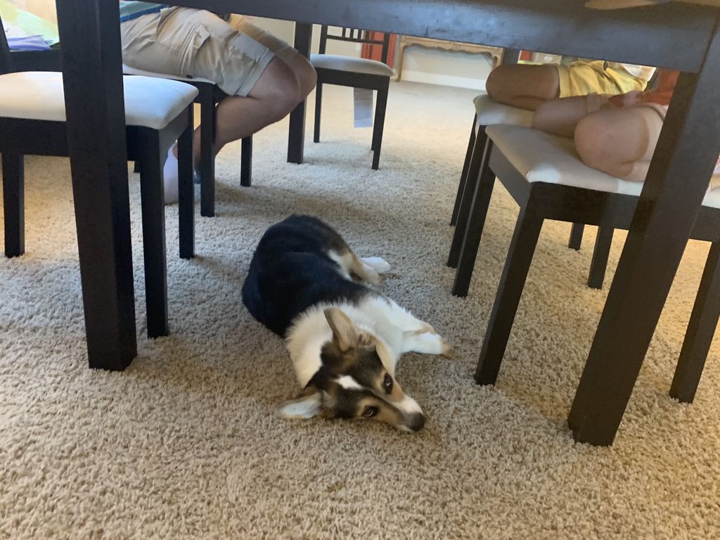 snocorgi's tweet photo. How long do I have to WAIT for you people to drop a crumb on the floor? This is intolerable. Usually at least the littles ones are sloppy. #ugh #waitingisboring😪 #hungryhungry #feedme #iwannasnack #corgi #corgipuppy https://t.co/pzFQMBf4wA