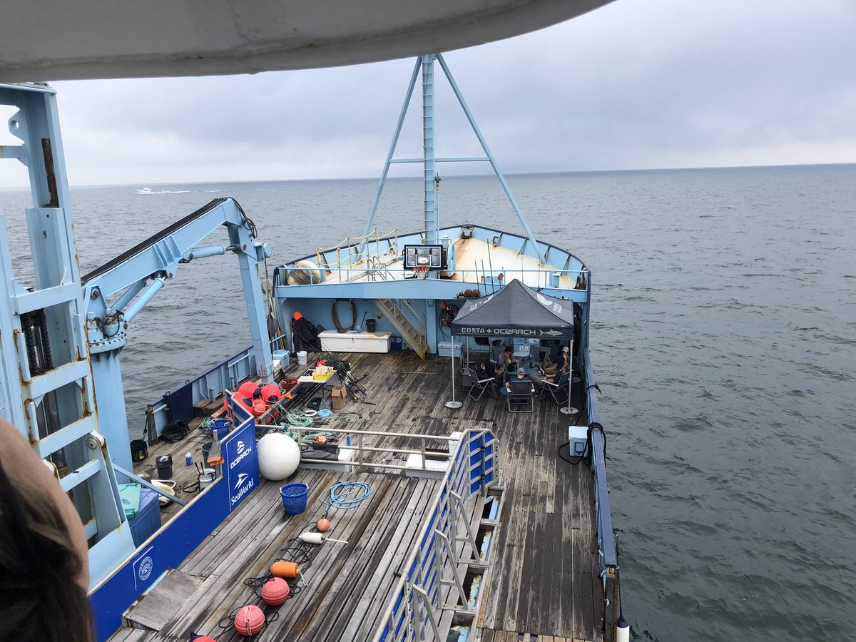Greg_R_Rogers's tweet photo. Love being on the @OCEARCH ship and learning more about the important #shark research they do during #expeditionnantucket https://t.co/KM9PcQ8kOh