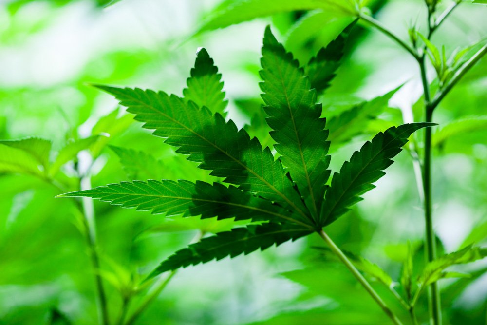 TheFarmCo's tweet photo. "How the Dutch Spread Cannabis Across the World"
โข
โข
Click Link For Full Article:
https://t.co/RyTXeImWre
โข
๐ณ๐ฅ๐จ๐ง ๐
#CannabisNews #TheMoreYouKnow #Newsworthy #Learn #ExpandYourMind #ChronicallyThinking #HighStandards #HighSociety #HighClass #Item9 #Dank #KnowledgeIsPower https://t.co/X75yOIa7VH