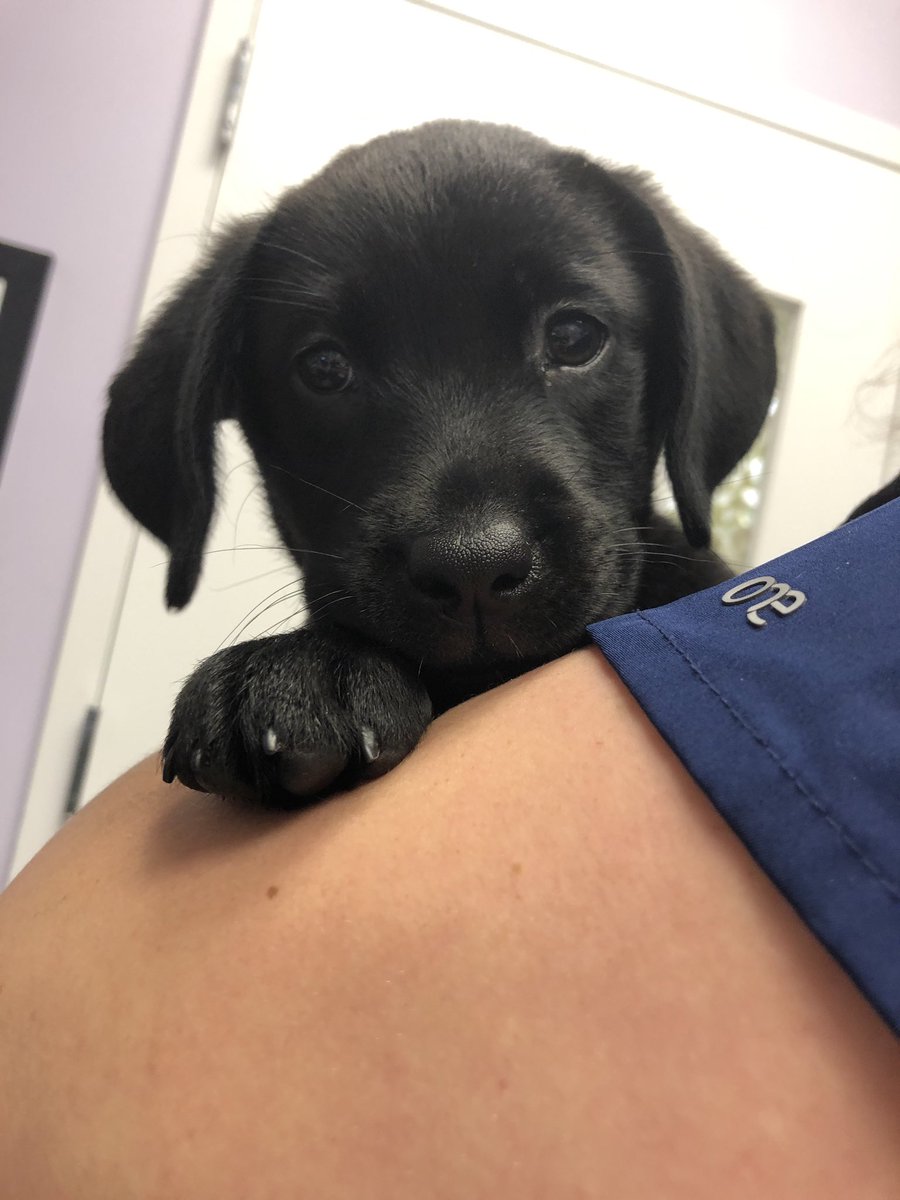 ccvetcare's tweet photo. We got to snuggle with this adorable puppy today! Meet Nola ❤️ #puppy #puppylove #labrador #love #snuggles #animalclinic #animalhospital #vetclinic #pets #dogs #ccvc #clevengers #clevengerscorner #amissville #culpeper #virginia #fauquier https://t.co/bE5w8nuqTk