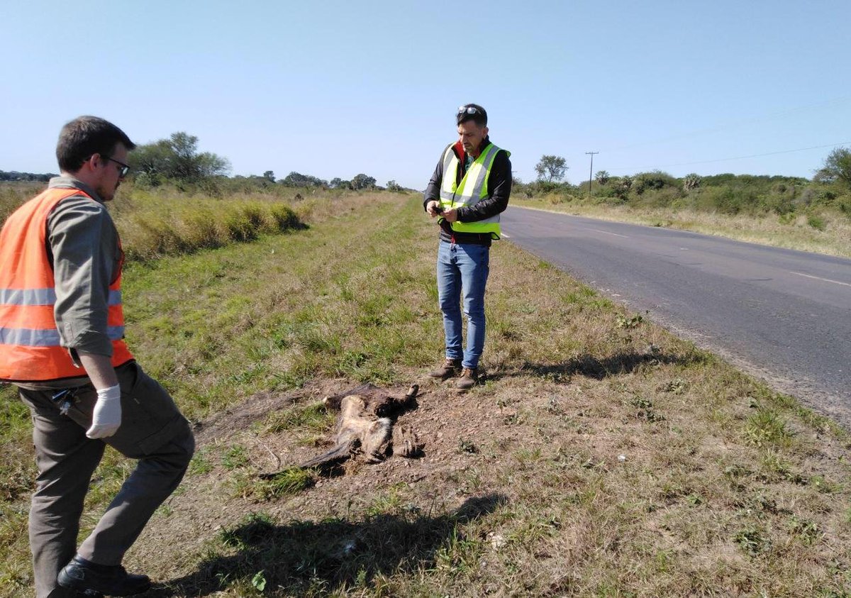 conacytparaguay's tweet photo. Buscan reducir la muerte de animales en carretera para conservar la fauna y mejorar la seguridad vial ⚠️🦊🚘
Un equipo de investigadores registró al menos 62 especies de fauna atropellada, sobre todo reptiles, mamíferos, y aves: https://t.co/ss6yfeoetK https://t.co/JuNYk1jjsF