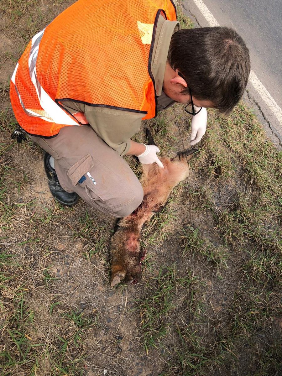 conacytparaguay's tweet photo. Buscan reducir la muerte de animales en carretera para conservar la fauna y mejorar la seguridad vial ⚠️🦊🚘
Un equipo de investigadores registró al menos 62 especies de fauna atropellada, sobre todo reptiles, mamíferos, y aves: https://t.co/ss6yfeoetK https://t.co/JuNYk1jjsF