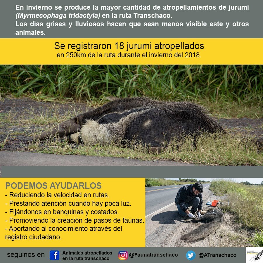 conacytparaguay's tweet photo. Buscan reducir la muerte de animales en carretera para conservar la fauna y mejorar la seguridad vial ⚠️🦊🚘
Un equipo de investigadores registró al menos 62 especies de fauna atropellada, sobre todo reptiles, mamíferos, y aves: https://t.co/ss6yfeoetK https://t.co/JuNYk1jjsF
