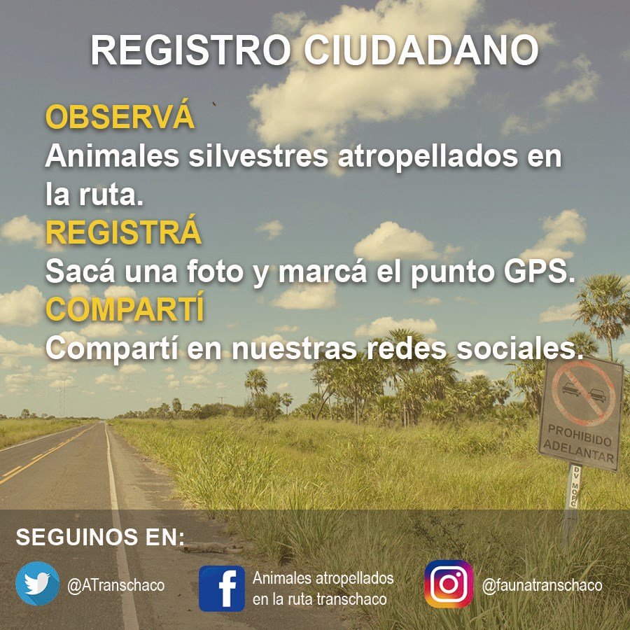 conacytparaguay's tweet photo. Buscan reducir la muerte de animales en carretera para conservar la fauna y mejorar la seguridad vial ⚠️🦊🚘
Un equipo de investigadores registró al menos 62 especies de fauna atropellada, sobre todo reptiles, mamíferos, y aves: https://t.co/ss6yfeoetK https://t.co/JuNYk1jjsF