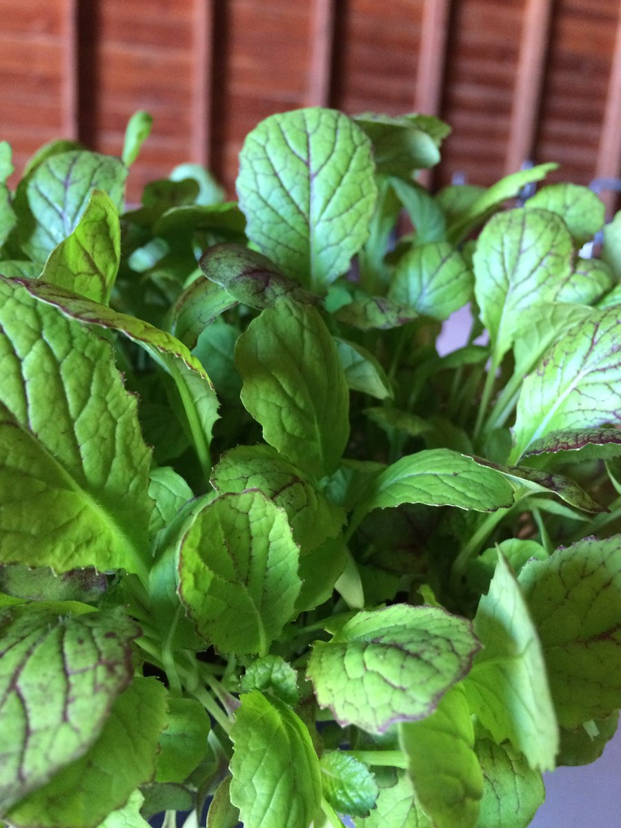 Loving these articles about Mustard! We grow two varieties of mustard: Ruby Streaks and Mustard Greens.  I love being able to spice up a quick salad or sandwich, but will definitely have to try out some of these recipes! 

spreadthemustard.com/recipes/mustar…
canadianfoodfocus.org/in-your-kitche…