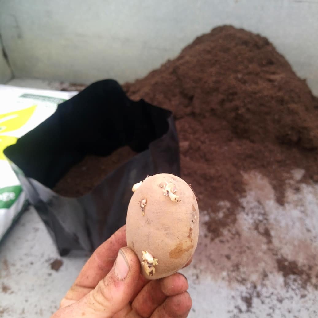MattOliver87's tweet photo. New one for me today; planting second cropping or Christmas potatoes. They'll grow on outside for the next month or so before moving under glass once tomatoes have finished and should provide a crop of new potatoes in time for Christmas. Apparently #GlobalGrowthVeg #GGVG #GYO https://t.co/bRGdCsQFcg