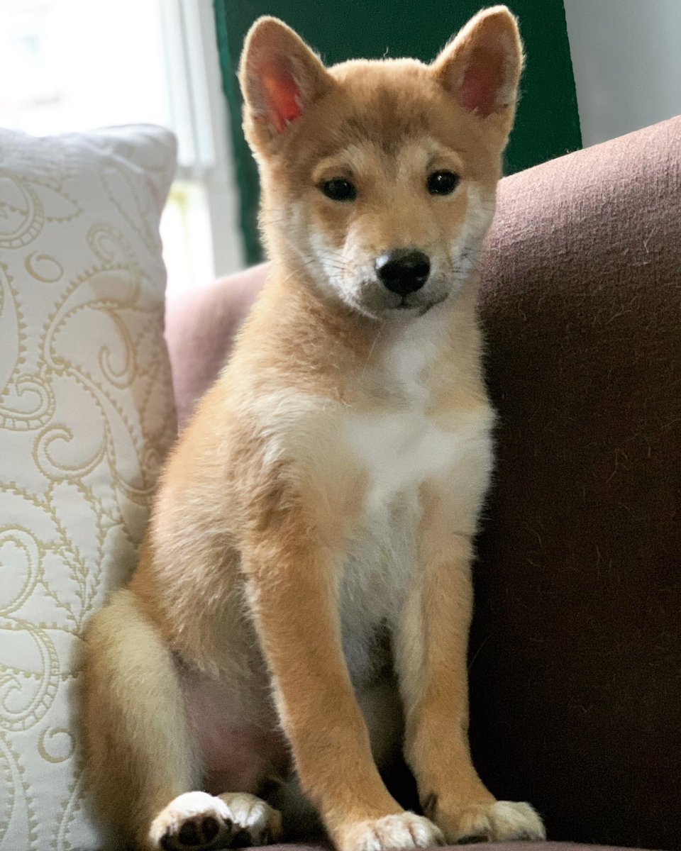 Ralderyx's tweet photo. Dāku is celebrating his 3rd Month! I haven’t noticed how much he has grown since we first saw him. He looks like a Pokémon Pumpkin Fox, of course he would be Dark/Ghost.
#DākuTheShiba #ShibaInu #Fox #Pokemon #84Days #Puppy #DogLove #LoveHim #Ghost #Dark #iRobStar https://t.co/nyiMHnKJZk