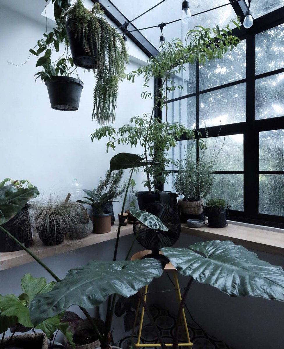 ahouseplanting's tweet photo. https://t.co/i5LXY2pEDM