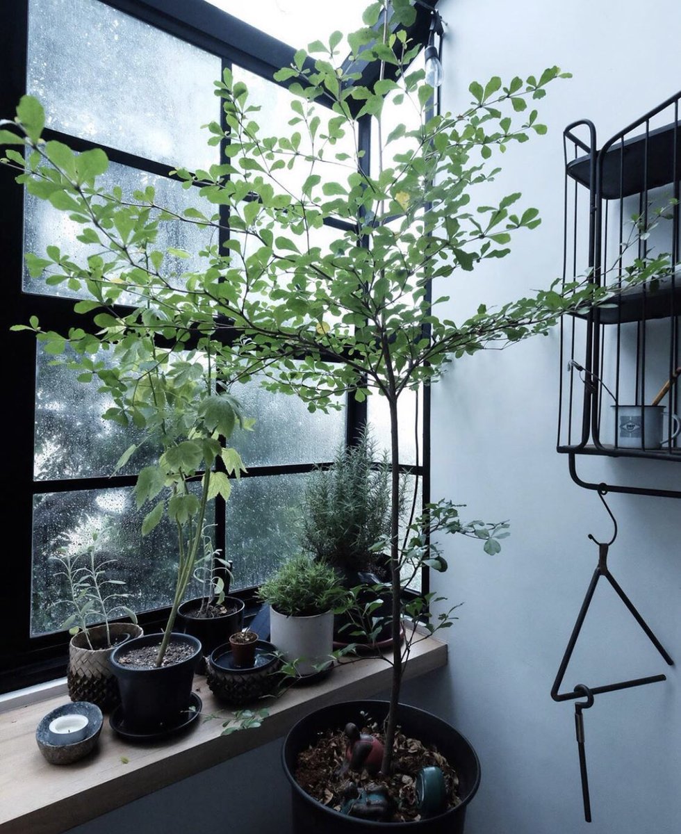 ahouseplanting's tweet photo. https://t.co/i5LXY2pEDM