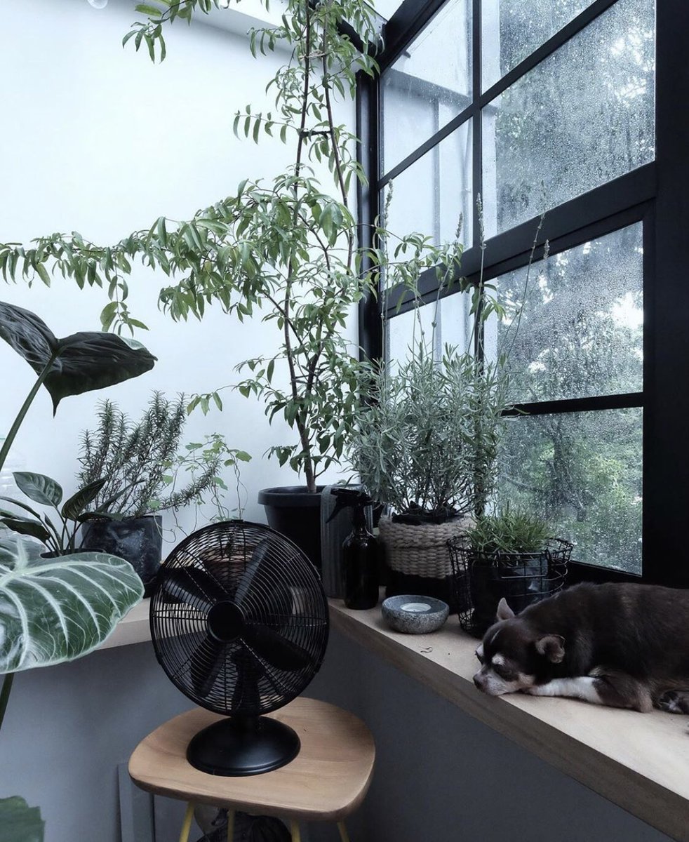 ahouseplanting's tweet photo. https://t.co/i5LXY2pEDM