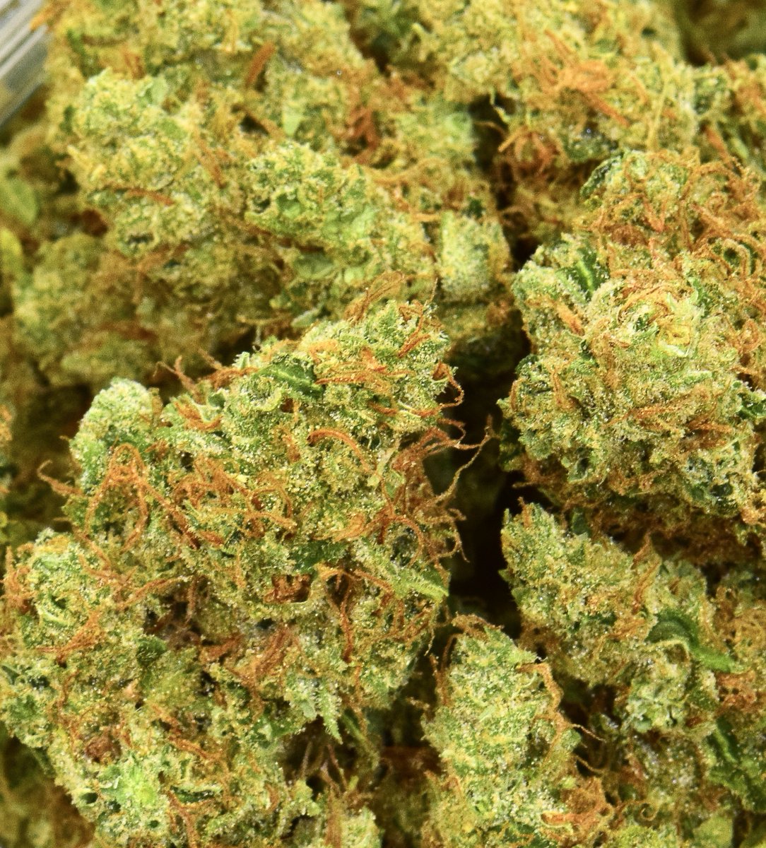 LBHDenver's tweet photo. Our trim room is busy working on this Shoreline to get out to the store soon! 
Little Brown House Exclusive Strain https://t.co/Hx8qKJ0cYk