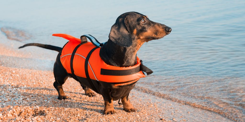 Boat_California's tweet photo. In'vest' in the little ones you love. #LifeJacketsSaveLives #CAWaterways #SaveTheOnesYouLove #BoatCA https://t.co/T7XKrr15r0