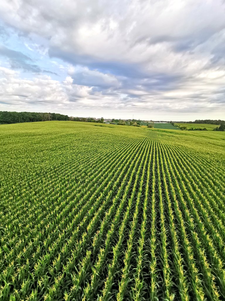 YashYanthi's tweet photo. The views from above taken on the P30 pro Amber Sunrise @HuaweiMobileCAN! #giftedexperience #HuaweiP30Pro #RewriteTheRulesTO #ontario https://t.co/W8npIRHDrB