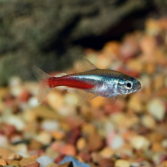 OmegaSeaLLC's tweet photo. The Neon Tetra is often described as a jewel. It is easy to see why it is one of the most popular freshwater tropical fish. Neon Tetras will accept many small foods such as Omega One Freshwater Flakes, Color Mini Pellets, and Super Color Flakes. #omegaone #neontetra #fishfeature https://t.co/TRvBDAKyK8