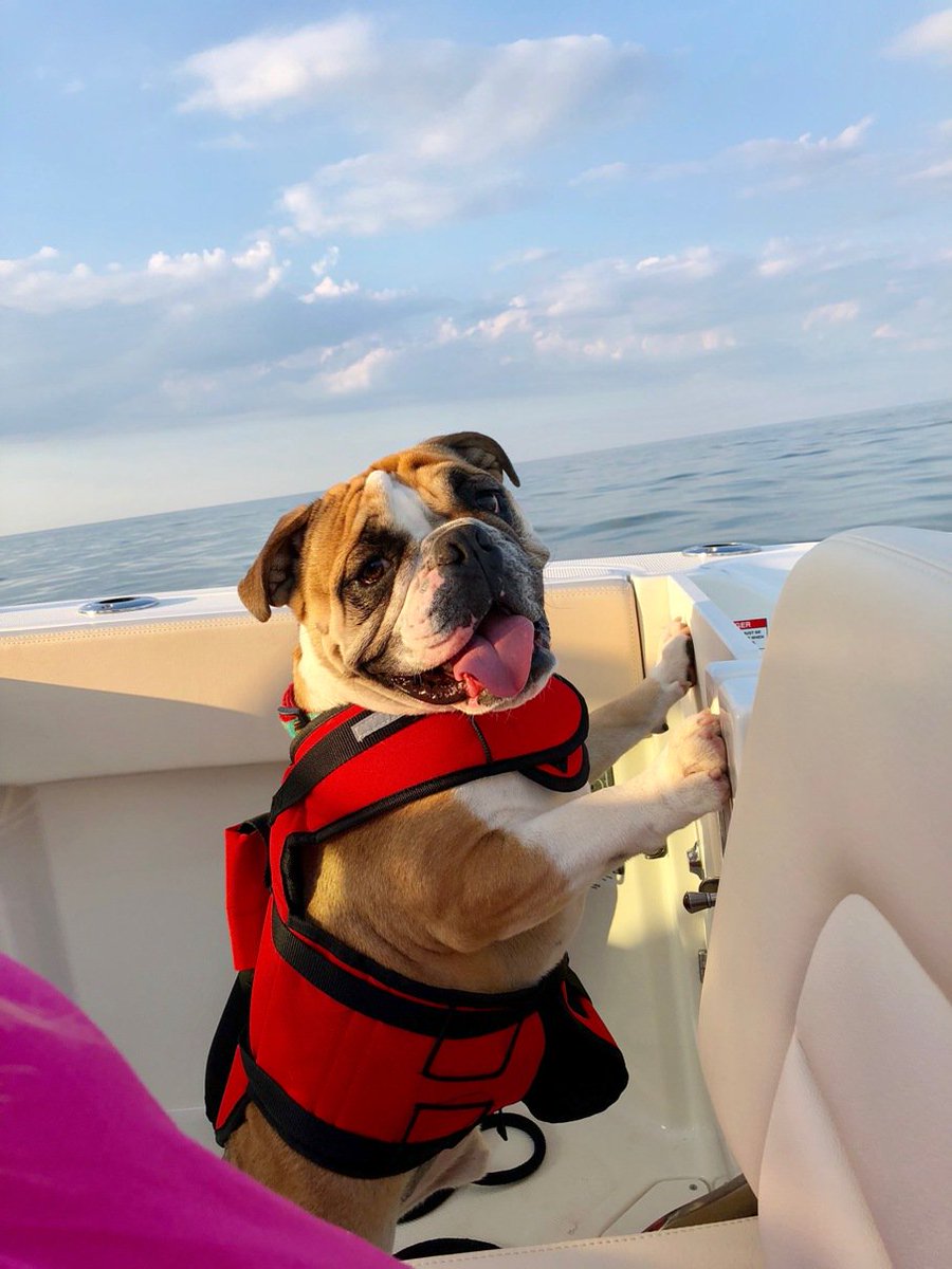 Boston Whaler tweet media