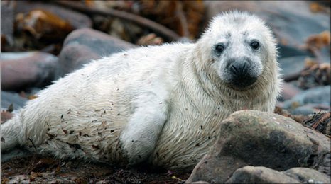 Rónán, "little seal"! Linked with number of saints with animal connections! One had a pet wolf & accused of being a werewolf! One had vision of riding a whale! 6th C Ronan the Silent led mission to Brittany; hence commune of Locronan. Another, in Scotland, chased away the devil!