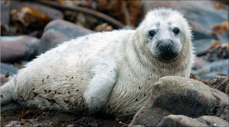 Rónán, "little seal"! Linked with number of saints with animal connections! One had a pet wolf & accused of being a werewolf! One had vision of riding a whale! 6th C Ronan the Silent led mission to Brittany; hence commune of Locronan. Another, in Scotland, chased away the devil!