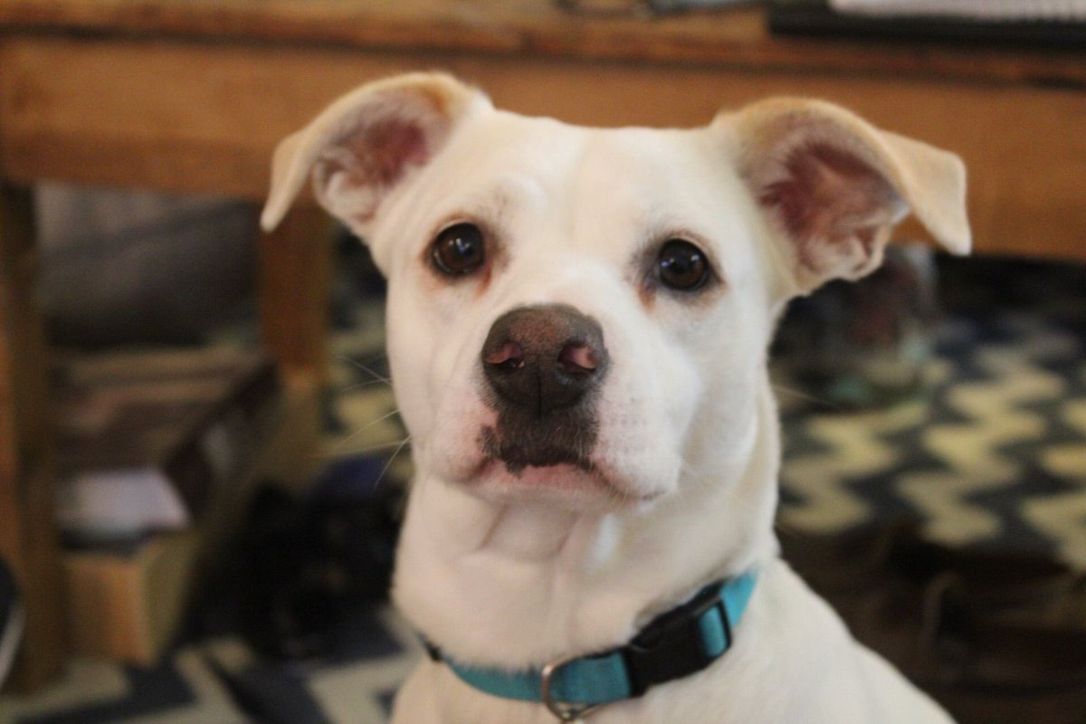 too_licky's tweet photo. #Sugar #TooLickybook #rescuedog #rescue #adoptadog #dogsarefamily #savealife #doglovers #theirlifematters #adoptdontshop https://t.co/Pf9mTS90Bb https://t.co/VAFbqdWUMe
