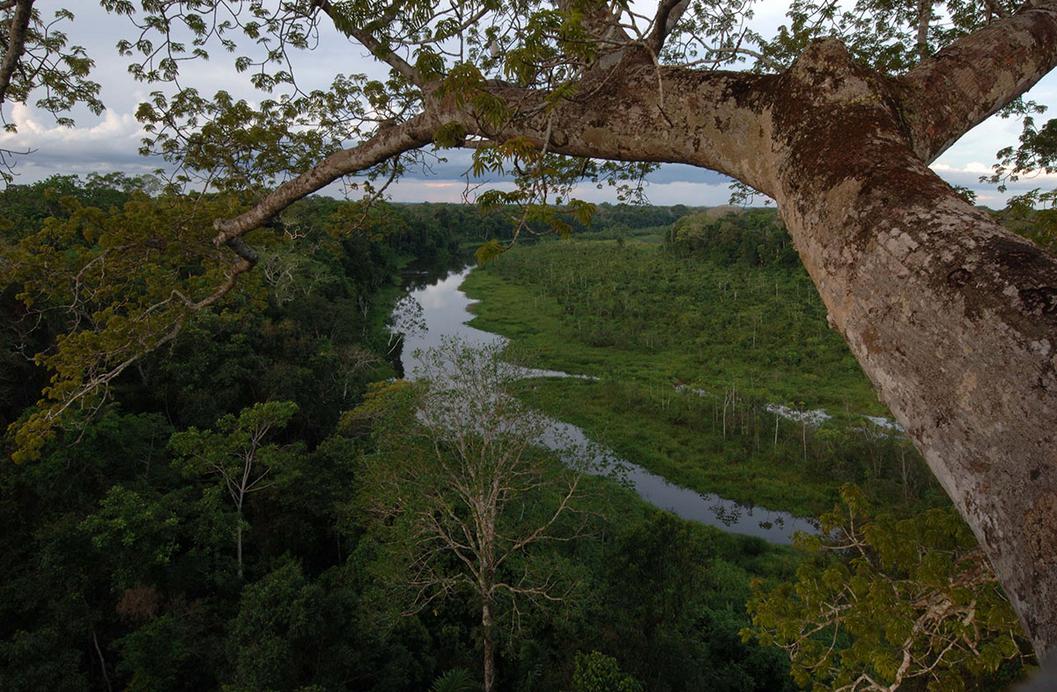 ManuToursPeru_'s tweet photo. 𝗠𝗔𝗡𝗨 𝗕𝗜𝗢𝗦𝗣𝗛𝗘𝗥𝗘 The biosphere reserve Manu offers one of the best jungle experiences below the cloud forests of Peru where you can appreciate the famous Andean cock-of-the-rock – the national bird of Peru 👉https://t.co/tGtSP60nvy #ManuToursPeru @ManuToursPeru_ https://t.co/dfCiSlvnzG