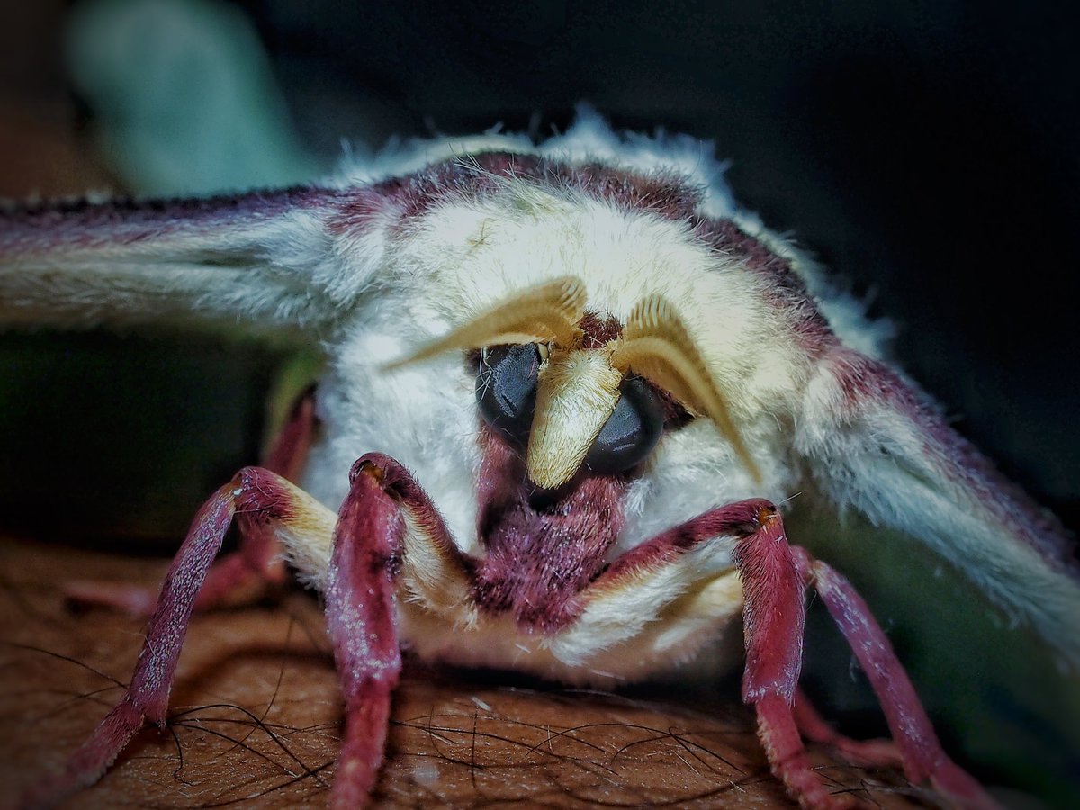 BugCatcher_Mark's tweet photo. Luna moth x2 from last night. #invertebrates #moth #mothing #bugcatchermark #lunamoth https://t.co/vJ3JKfwBtW