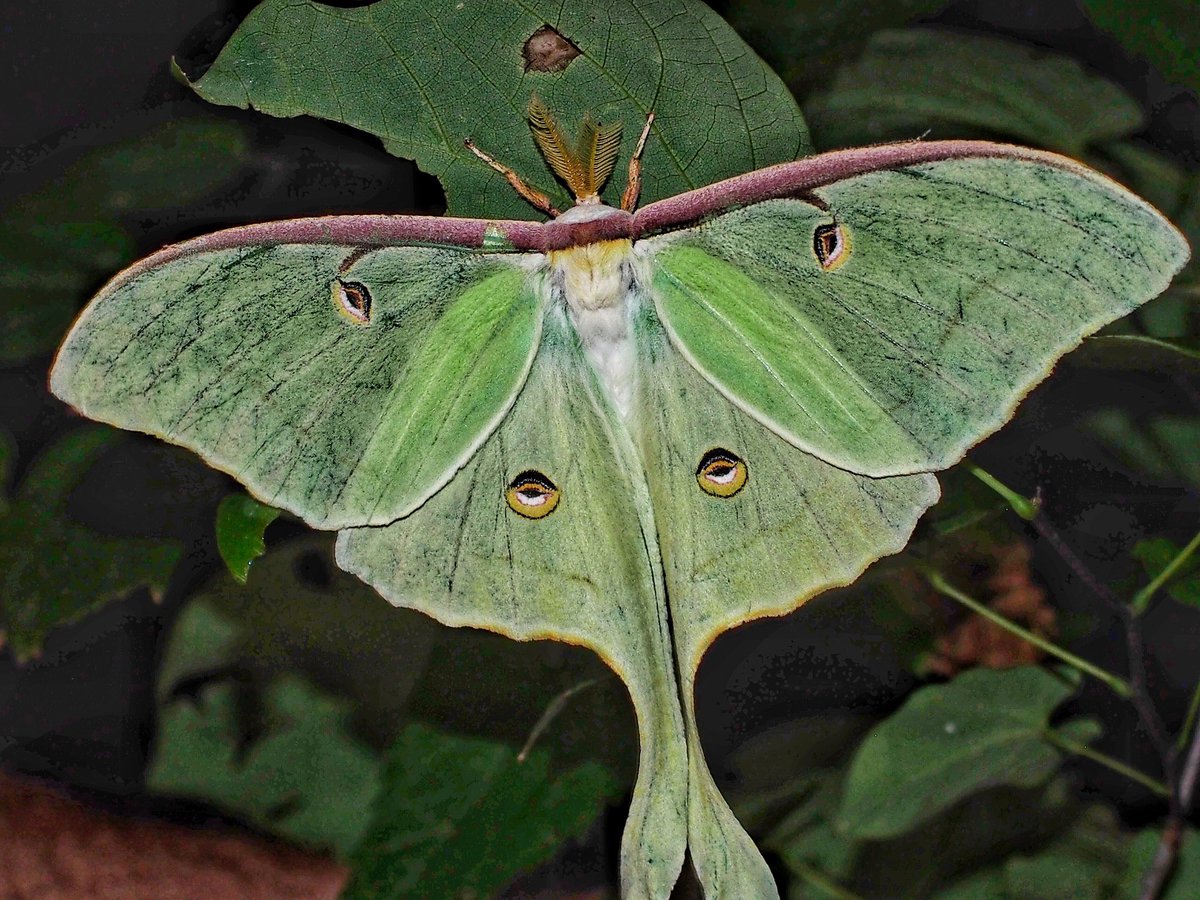 BugCatcher_Mark's tweet photo. Luna moth x2 from last night. #invertebrates #moth #mothing #bugcatchermark #lunamoth https://t.co/vJ3JKfwBtW
