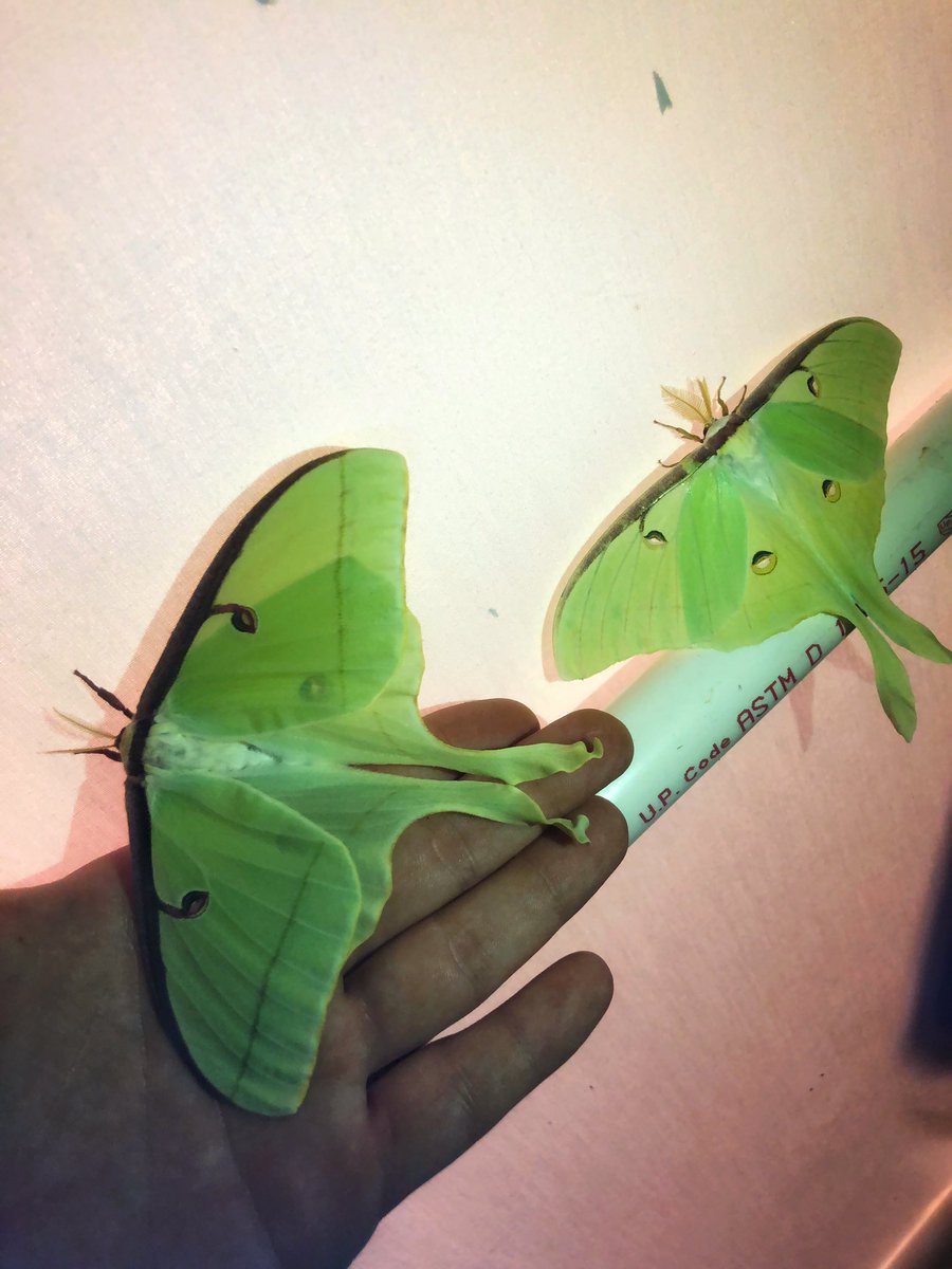 BugCatcher_Mark's tweet photo. Luna moth x2 from last night. #invertebrates #moth #mothing #bugcatchermark #lunamoth https://t.co/vJ3JKfwBtW