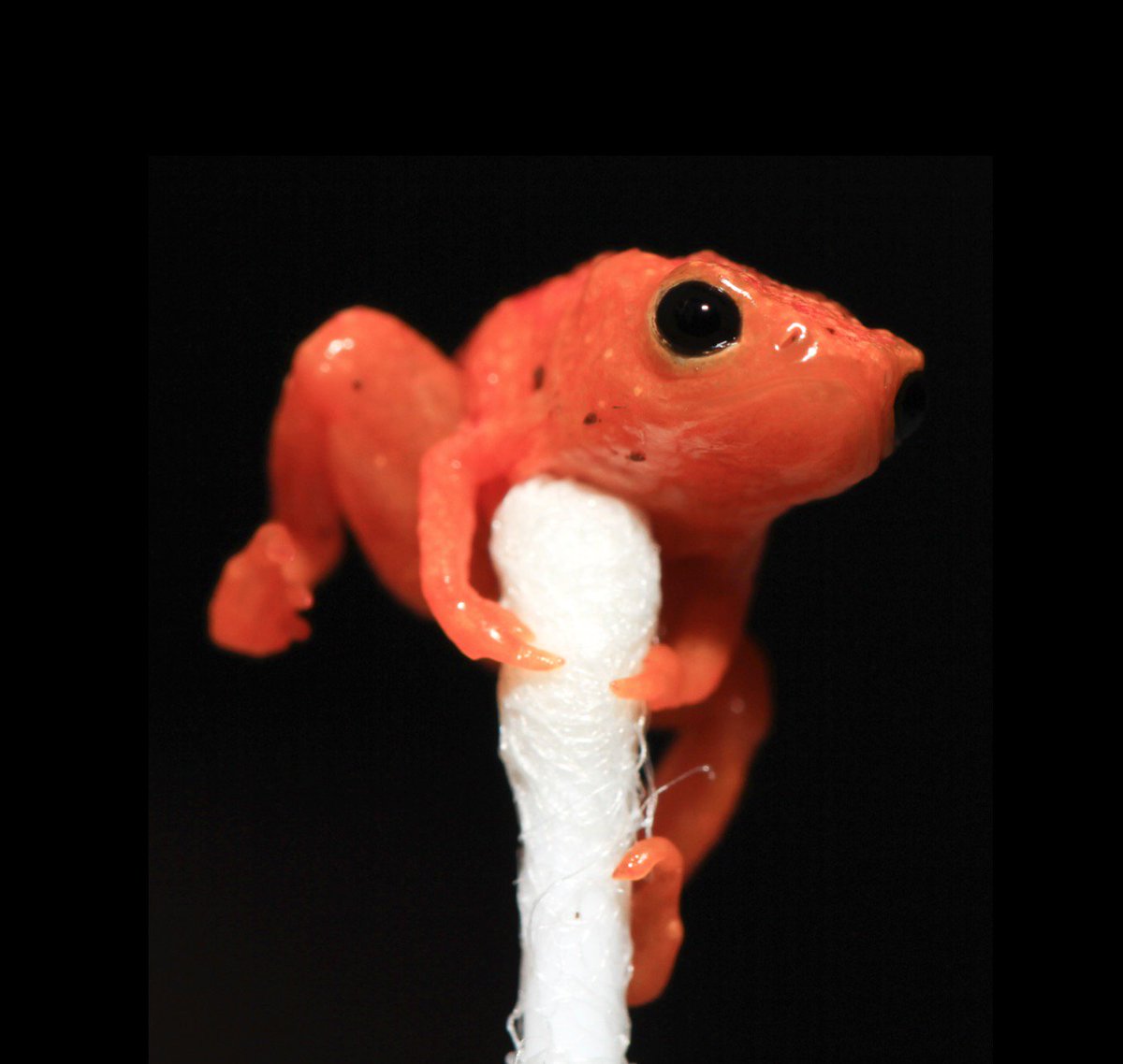 texcroc's tweet photo. Terrestrial pumpkin toadlets (Brachycephalus pitanga) may be at risk from pathogen spillover from mildly infected aquatic amphibians. Great job @Becker_Lab and fellow collaborators! #Bd #pathogendynamics #chytrid #Brazil 

https://t.co/z4eFWE5aOR https://t.co/3JGbmRo3Wj