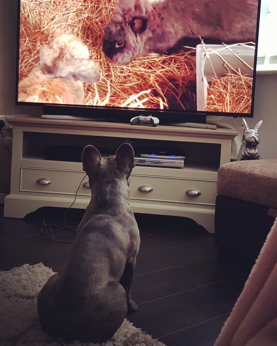 jo_owens's tweet photo. Our Lawrence loves your show #AnimalRescueLive  @animalrescuec4 https://t.co/U2KE8fD4wP