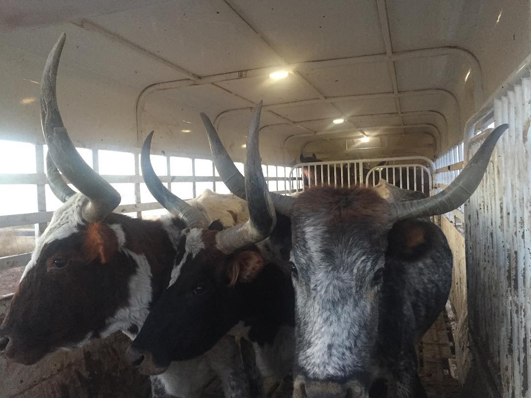 ShelbyFlooring's tweet photo. Want to keep your livestock standing, while on the move? You can count on the ORIGINAL SHELBY Cross Lug board to keep livestock standing! #Livestock #Livestocktrailer #madeinUSA #Cleatboard #Lugboard #cattlehauling #Ranchlife #Cattle #Ranch #Trailer #bigbendtrailers #Rodeo https://t.co/8HOTRcYpUb