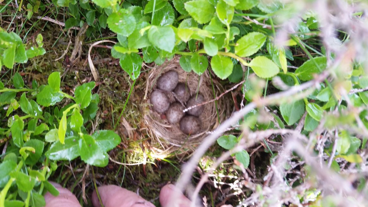 houndtrail's tweet photo. Hereโs a mipits/cuckoo from June. There was originally a c6 in this nest which is quite unusual. The female cuckoo removed two and layed hers in their place. Before and after photos #cuckoo #armsrace #predated #cuculuscanorus #moorlandbirds https://t.co/oSXju0iy1K